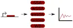 Stochastic Hazard Analysis of Genetic Circuits in iBioSim and STAMINA